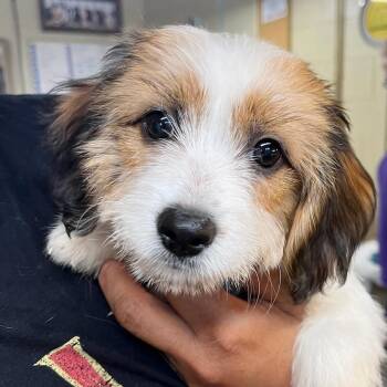 Tessa -  Bichon Frise Dog for Adoption in Bulverde, Texas - Tessa | PetCurious