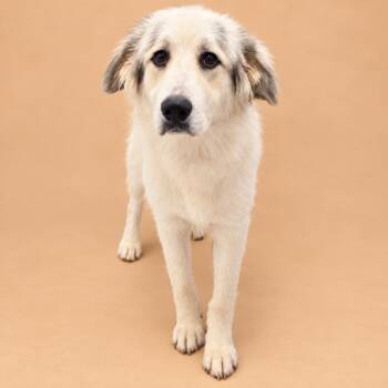 Clarabelle -  Great Pyrenees and Mixed Breed Dog for Adoption in Concord, North Carolina - Clarabelle | PetCurious