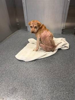 Mixed Breed Dogs Available for Adoption in Dallas, Texas - RICE | PetCurious