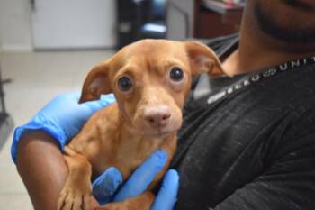 Skip (L624 D2) -  Chihuahua Dog for Adoption in Pahrump, Nevada - Skip (L624 D2) | PetCurious