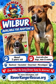 Wilbur -  Labrador Retriever and Husky Dog for Adoption in Wrightwood, California - Wilbur | PetCurious