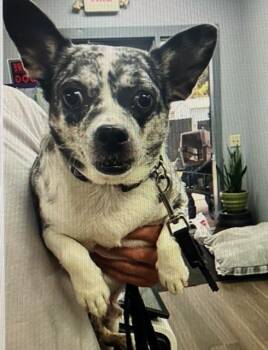 Prince -  Chihuahua Dog for Adoption in Irmo, South Carolina - Prince | PetCurious