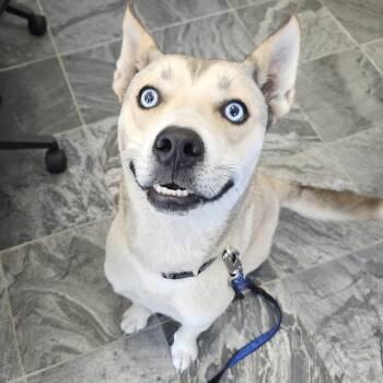 Husky and Shepherd Dogs Available for Adoption in Clearwater, Florida - Ollie | PetCurious