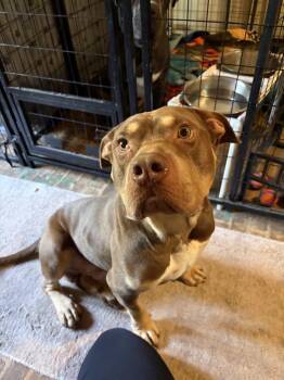 Brownie -  American Staffordshire Terrier Dog for Adoption in San Diego, California - Brownie | PetCurious