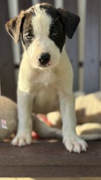 Rescue Mixed Breed Dogs for Adoption in Lawrenceburg, Tennessee - Bugs | PetCurious