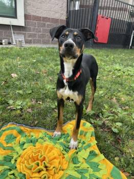 Hound and Doberman Pinscher Dogs Available for Adoption in Oakland, California - Sunflower | PetCurious