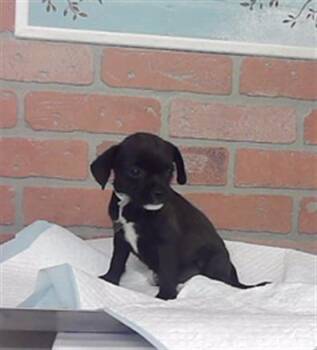A2096343 -  Border Terrier and Mixed Breed Dog for Adoption in Houston, Texas - A2096343 | PetCurious