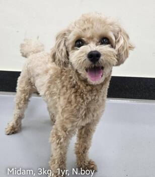 MIDAM -  Poodle Dog for Adoption in Agoura Hills, California - MIDAM | PetCurious