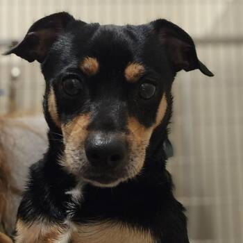 Musket -  Mixed Breed Dog for Adoption in Sonoma, California - Musket | PetCurious