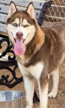 SPICY PEPPER LIZARD GIZARD -  Siberian Husky and Mixed Breed Dog for Adoption in Killeen, Texas - SPICY PEPPER LIZARD GIZARD | PetCurious