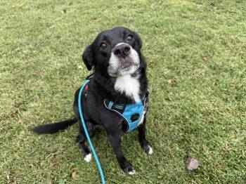 Rescue Beagle and Border Collie Dogs for Adoption in Raleigh, North Carolina - Dandelion | PetCurious