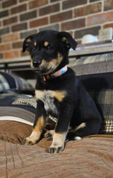 Rescue Border Collie and Australian Shepherd Dogs for Adoption in Mount Laurel Township, New Jersey - Opal | PetCurious