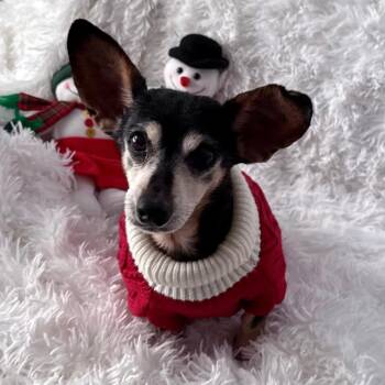 Alice -  Chihuahua and Mixed Breed Dog for Adoption in Ferndale, Michigan - Alice | PetCurious