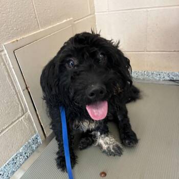 Edwin -  Miniature Poodle and Black Labrador Retriever Dog for Adoption in Dayton, Ohio - Edwin | PetCurious