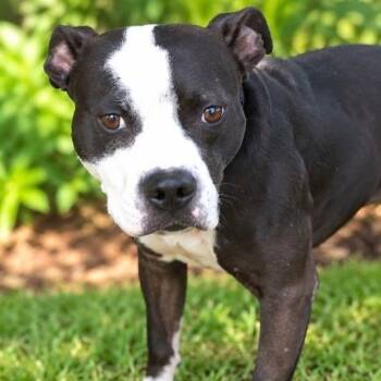 Blake -  Boxer Dog for Adoption in Lake Worth Beach, Florida - Blake | PetCurious