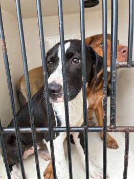 Beckett -  German Shepherd Dog Dog for Adoption in Mobile, Alabama - Beckett | PetCurious