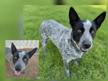 BLUE BOY -  Australian Cattle Dog Blue Heeler and Mixed Breed Dog for Adoption in Albuquerque, New Mexico - BLUE BOY | PetCurious