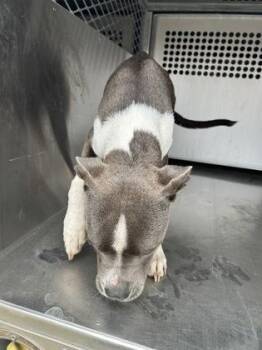 Pit Bull Terrier and Mixed Breed Dogs Available for Adoption - Tiburon | PetCurious