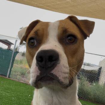 Donut -  Pit Bull Terrier and American Foxhound Dog for Adoption in Flagstaff, Arizona - Donut | PetCurious