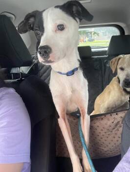 Radio Flyer -  Mixed Breed Dog for Adoption in Brookshire, Texas - Radio Flyer | PetCurious
