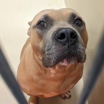 Orion -  Mixed Breed Dog for Adoption in Philadelphia, Pennsylvania - Orion | PetCurious
