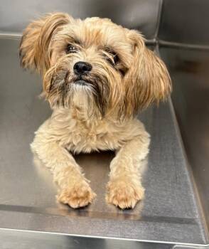 Pen 230 Kiki -  Shih Tzu Dog for Adoption in Lawrenceville, Georgia - Pen 230 Kiki | PetCurious