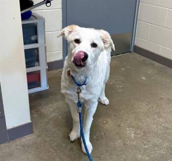 Great Pyrenees and Labrador Retriever Dogs Available for Adoption - LEO | PetCurious