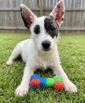 Tula -  Jack Russell Terrier and Mixed Breed Dog for Adoption in Crown Point, Indiana - Tula | PetCurious