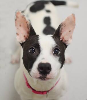 Pit Bull Terrier Dogs Available for Adoption - Kisses | PetCurious