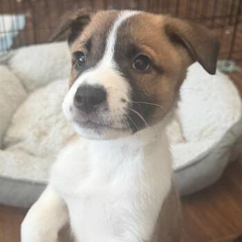 Zuko -  Australian Shepherd and Border Collie Dog for Adoption in Las Vegas, Nevada - Zuko | PetCurious