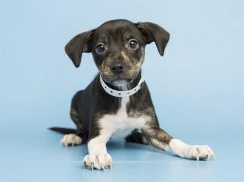 ANGEL -  Labrador Retriever and Mixed Breed Dog for Adoption in Phoenix, Arizona - ANGEL | PetCurious