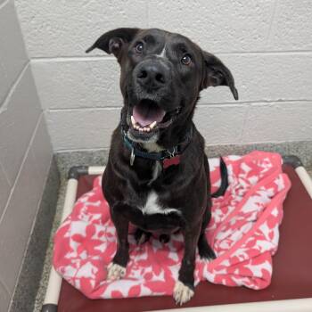 Rescue Black Labrador Retriever and Mixed Breed Dogs for Adoption in Detroit, Michigan - Shamus | PetCurious