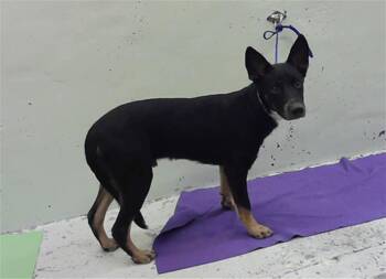 A2079740 -  German Shepherd Dog and Mixed Breed Dog for Adoption in Houston, Texas - A2079740 | PetCurious