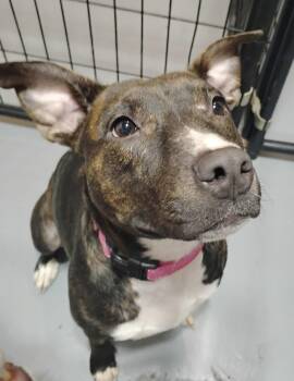 Rescue Bull Terrier and Pit Bull Terrier Dogs for Adoption in Salem, Ohio - Mama Bear | PetCurious