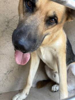DUSTIN -  German Shepherd Dog and Mixed Breed Dog for Adoption in Oklahoma City, Oklahoma - DUSTIN | PetCurious