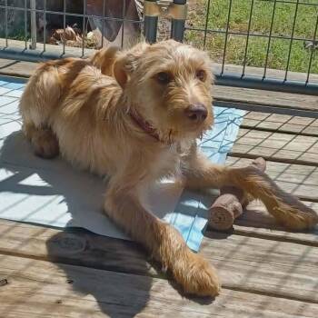 Schnoodle Dogs Available for Adoption in Glocester, Rhode Island - Rocky | PetCurious