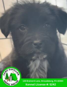 Poodle and Golden Retriever Dogs Available for Adoption - Two-Bit | PetCurious