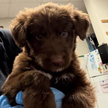 Retriever Dogs Available for Adoption in Yuma, Arizona - Heath | PetCurious