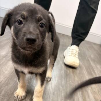 Rosie -  German Shepherd Dog Dog for Adoption in Aberdeen, North Carolina - Rosie | PetCurious