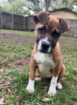 Boxer Dogs Available for Adoption in Austin, Texas - Reese | PetCurious