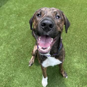 Goose -  Shepherd Dog for Adoption in Mount Vernon, Indiana - Goose | PetCurious