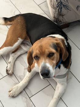Beagle Dogs Available for Adoption - Pluto III | PetCurious