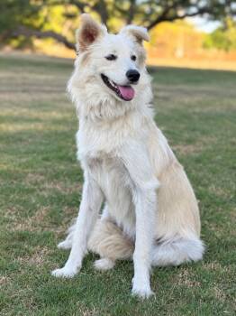 Skye -  Border Collie and Spitz Dog for Adoption in Helotes, Texas - Skye | PetCurious
