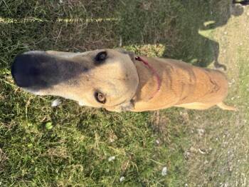 Rescue Greyhound Dogs for Adoption in Winter Park, Florida - Paul | PetCurious