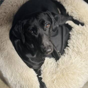 Labrador Retriever Dogs Available for Adoption - Bambi | PetCurious