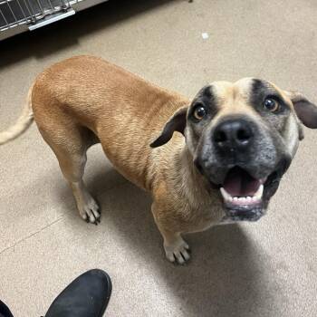Fish Sticks -  Mixed Breed Dog for Adoption in Chattanooga, Tennessee - Fish Sticks | PetCurious