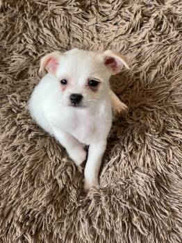 Bucky -  Maltese and Shih Tzu Dog for Adoption in Waterloo, Illinois - Bucky | PetCurious