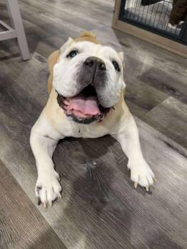 Rescue English Bulldog Dogs for Adoption in Las Vegas, Nevada - Martha | PetCurious