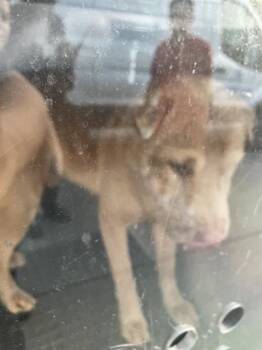 Mixed Breed Dogs Available for Adoption in Dallas, Texas - CHOP | PetCurious