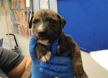 NIGEL -  Pit Bull Terrier and Mixed Breed Dog for Adoption in Albuquerque, New Mexico - NIGEL | PetCurious